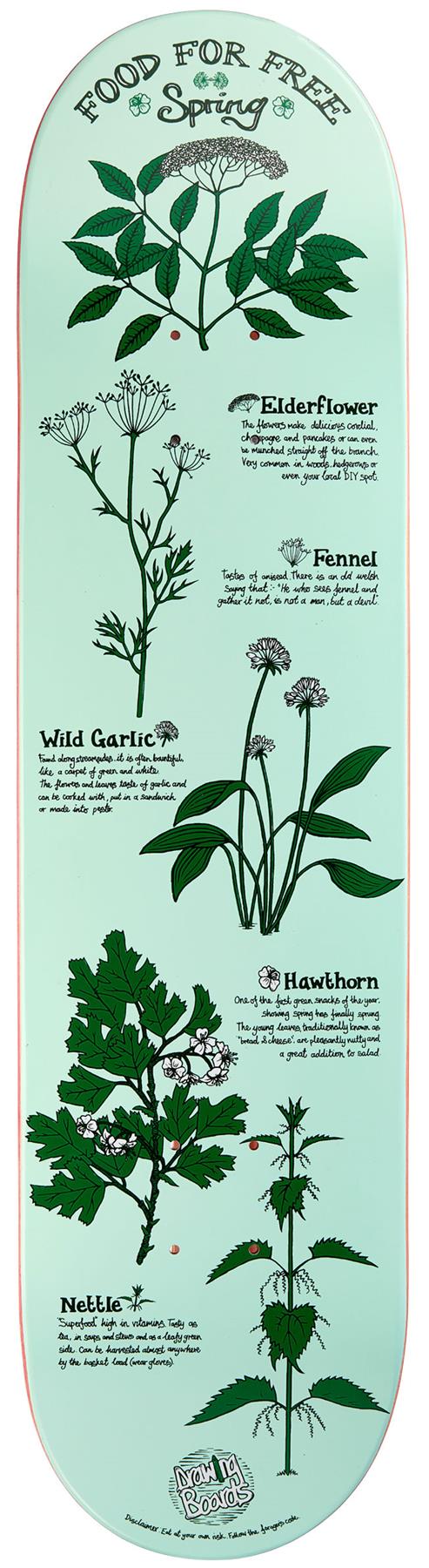 Drawing Boards Spring Skateboard Deck - 8.5