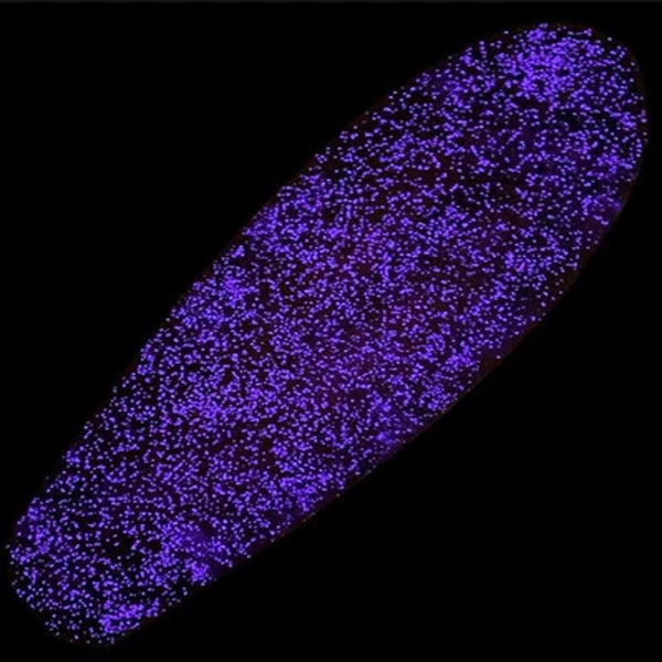 Lucid Grip - Glow - Purple Skateboard Grip Tape